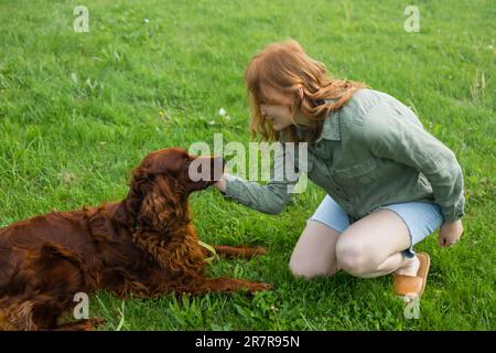 Red Irish Setter processus de formation en extérieur. Belle blonde souriante bonne jeune femme en short denim sont assis au verre et l'entraînement d'un mignon samoyed Banque D'Images