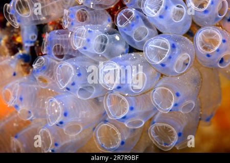 Gros plan de Pycnoclavella narcissus tuniciers. Raja Ampat, Indonésie Banque D'Images