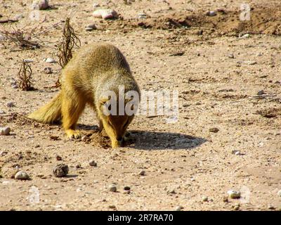 Une Mongoose jaune, Cyctis Penicillate, fouille pour un petit insecte dans le sol dans le parc national de Kgalagadi, Afrique du Sud. Banque D'Images