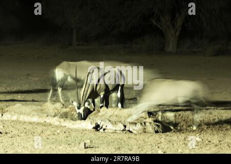 Nuit photo de Gemsbok, Oryx Gazella, boire dans un trou d'eau Banque D'Images