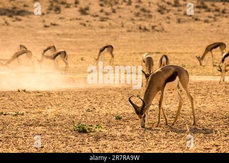 Vue tôt le matin d'un bélier de Springbok, Antidorcas marsupialis, contemplant l'herbe clairsemée dans le lit sec de la rivière Aoub, désert de Kalahari Banque D'Images