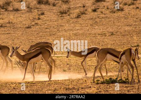 Un Herd de Springbok, Antidorcas marsupialis, dans un nuage de poussière d'or, rétroéclairé depuis le lever du soleil tôt le matin Banque D'Images