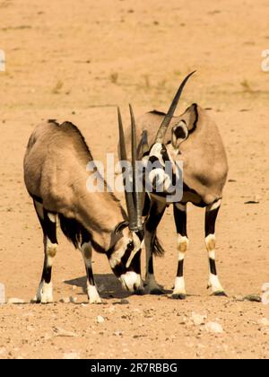 Deux Gemsboks, Oryx Gazella, dont l'un se grattait le dos avec ses cornes, dans le paysage apparemment stérile de la rivière Auob sèche dans le Kalahari Banque D'Images