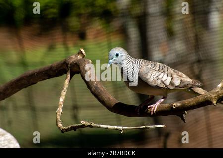 Dove paisible, Geopelia placida. Banque D'Images