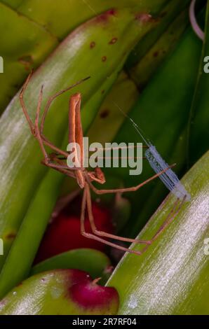 Araignée roufous Net-Casting, Deinopsis subrufa. Banque D'Images