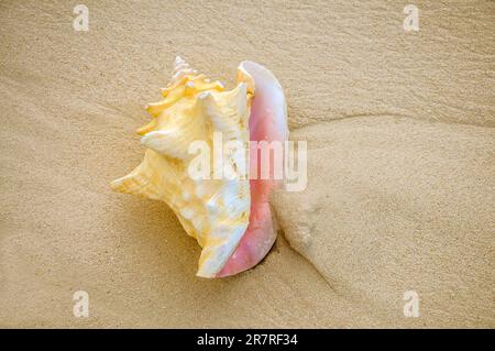 Une coquille de Conque reine sur une plage de Floride USA Photo Stock -  Alamy