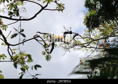 Singe araignée sautant sur les branches, Costa Rica Banque D'Images