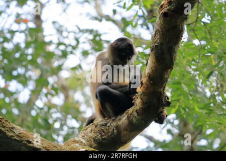 Singe araignée sautant sur les branches, Costa Rica Banque D'Images