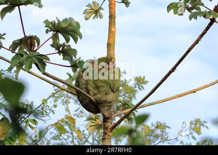 Adorable sloth accroché à la branche de l'arbre avec regard drôle de visage, portrait d'animal sauvage dans la forêt tropicale du Costa Rica, Bradypus variegatus, un brun-throated Banque D'Images