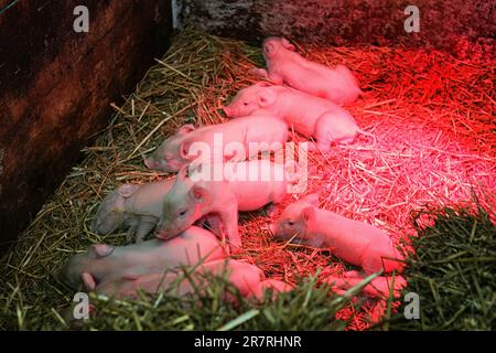 Petits porcelets dans une ferme sous une lampe rouge Banque D'Images