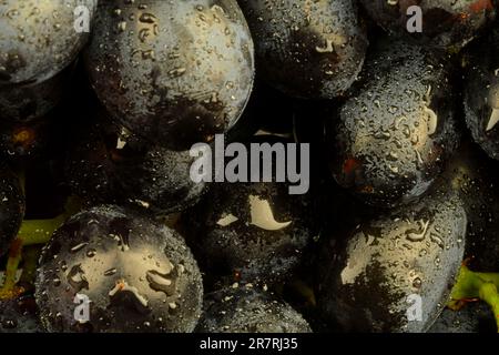Gros plan de raisins noirs frais. Raisins noirs mûrs. Image macro horizontale Banque D'Images