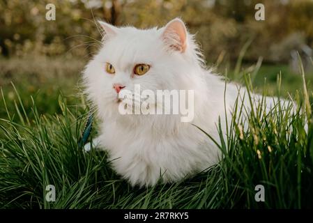 Blanc haut terrain droit doux chat, vert pelouse fond.chaton domestique sur la marche Banque D'Images