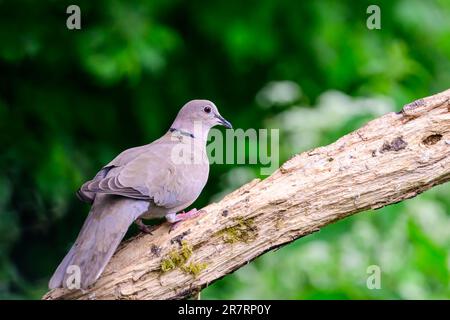 Dove à col, Streptopelia decaocto, perchée sur la branche Banque D'Images