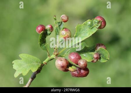 Galles de chêne Currant induites par la guêpe cynipide, Neuroterus quercusbaccarum Banque D'Images