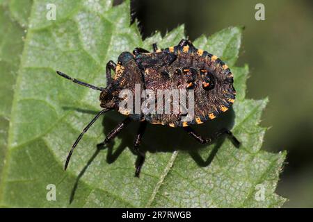 Red-legged Shieldbug alias Pentatoma rufipes Bug Forêt - dernier stade nymphe Banque D'Images