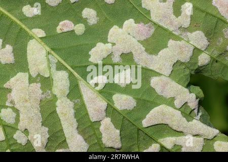 Feuilles de sycomore touchés par les galles, causé par l'acarien Aceria pseudoplatani Gall syn. Eriophyes pseudoplatani Banque D'Images