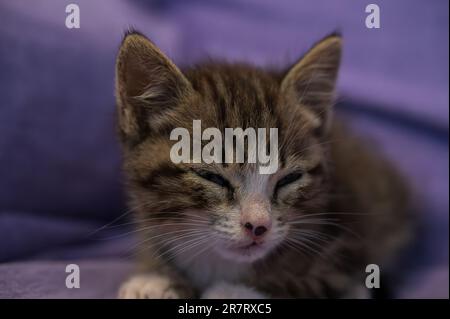 Le chat domestique est un petit mammifère carnivore appartenant à la famille des Felidae. Avec une nature essentiellement territoriale et crépusculaire, le chat est un p Banque D'Images
