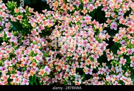 Vue de dessus de la fleur de Kalanchoe. concept de fond de fleur Banque D'Images