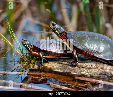 Couple de tortues peintes reposant sur une bûche de mousse avec une végétation de marais avec une réflexion dans l'eau dans leur environnement et habitat environnant. Banque D'Images