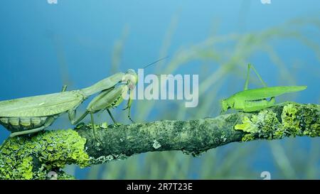 La sauterelle verte chirpe ses ailes à côté de la grande mante de prière femelle assise sur la branche de l'arbre recouverte de lichen. Et la mante transcaucasienne Banque D'Images