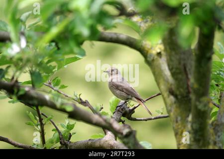 Black redstart (Phoenicurus ochruros), femelle, oiseau, pommier, jardin, Allemagne, le redstart se trouve sur une branche dans le pommier Banque D'Images