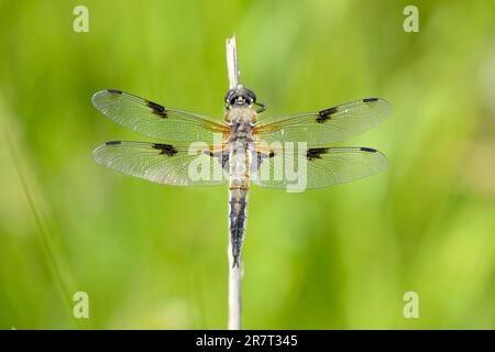 Chaser à quatre points (Libellula quadrimaculata), perché sur une fine lame d'herbe, réserve naturelle de Buchhellerquellegebiet, été, marais, sud Banque D'Images