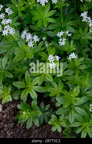 Woodruff à fleurs (Galium odoratum), woodruff Banque D'Images