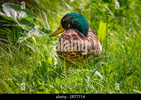 Mallard (Anas platyrhynchos), mâle, au début de la mue, changeant de plumes, Ternitz, Basse-Autriche, Autriche Banque D'Images