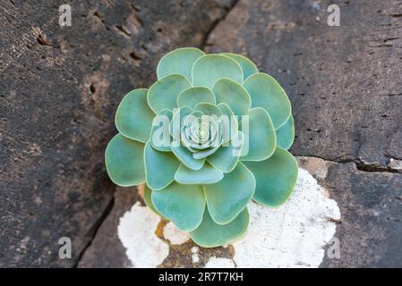 Houseleek sur la roche volcanique dans les hauts plateaux de la Gomera. L'Aeonium est une plante succulente, vivace et nativ sur les îles canaries Banque D'Images