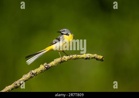 Queue de cheval grise (Motacilla cinerea), jeune homme Banque D'Images