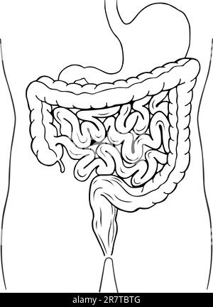 Système digestif interne humain Illustration de Vecteur