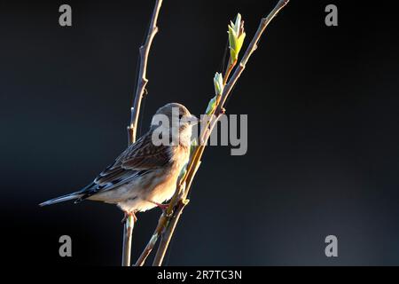 Femme Blood linnet (Acanthis cannabina), assise sur une branche, Basse-Saxe, Allemagne Banque D'Images