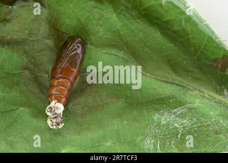 Sous-aile en cuivre de Svensson (Amphipyra berbera), pupa avec peau de chenille sur la feuille, Basse-Saxe, Allemagne Banque D'Images