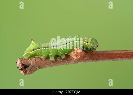 Sous-aile en cuivre de Svensson (Amphipyra berbera), chenille, sur branche de saule d'argent (Salix alba subsp. Vitellina), Basse-Saxe, Allemagne Banque D'Images