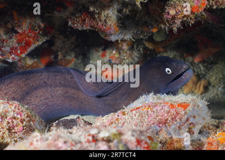 Anguille de Moray noire (Muraena augusti), site de plongée du récif de Pasito Blanco, Arguineguin, Gran Canaria, Espagne, Océan Atlantique Banque D'Images