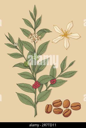 Une branche de caféier avec fleur et haricots sur fond beige. Illustration de Vecteur