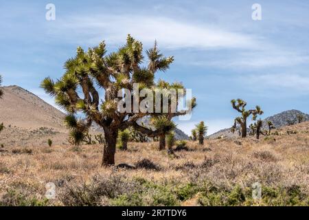 Joshua Tree (Yucca brevifolia), Joshua Tree with fruit, Kern County, Californie, États-Unis Banque D'Images