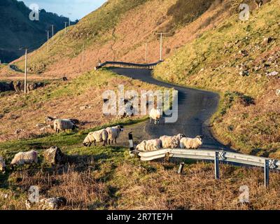 Moutons sur une route à voie unique menant à la plage de Calgary, coucher de soleil, île de mull, Écosse, Royaume-Uni Banque D'Images