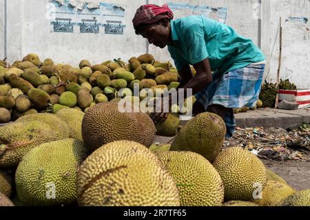 Guwahati, Inde. 7 juin 2023. Le vendeur de rue organise une pile de jackfruits à vendre, sur 7 juin 2023 à Guwahati, Inde. Jackfruit est un grand tropical Banque D'Images