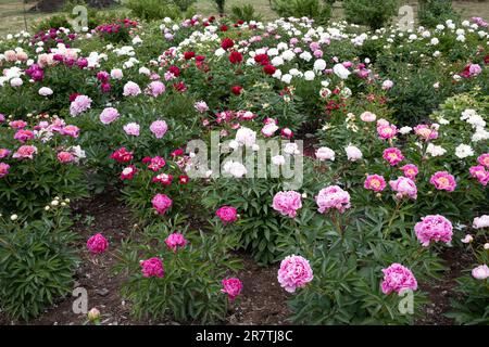 'Romju pojenes' est un nouveau jardin de pivoines, créé en 2020. Actuellement, la ferme cultive environ 730 variétés différentes de pivoines. Banque D'Images