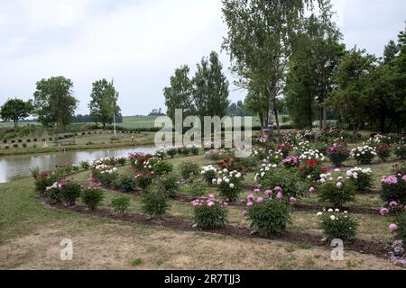 'Romju pojenes' est un nouveau jardin de pivoines, créé en 2020. Actuellement, la ferme cultive environ 730 variétés différentes de pivoines. Banque D'Images