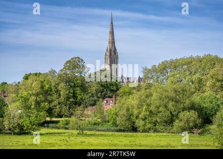 Vue sur le parc Queen Elizabeth Gardens jusqu'à la cathédrale de Salisbury avec la hauteur de 123 m et la plus haute tour d'église de Grande-Bretagne, Salisbury, Wiltshire Banque D'Images