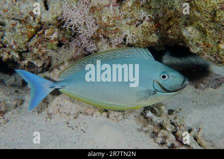 Docteur nez à queue bleue (Naso hexacanthus) la nuit. Site de plongée de Furey Shoal, Égypte, Mer Rouge Banque D'Images