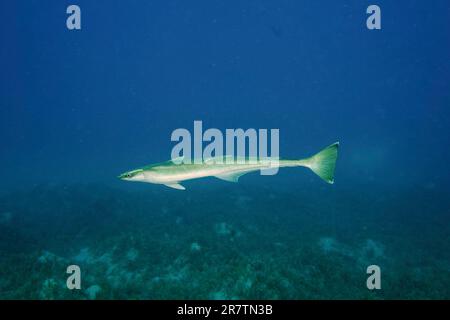 remora commune flottante (Remora remora), site de plongée du récif Marsa Shona, Égypte, Mer Rouge Banque D'Images