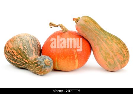 Collection pumpkin isolé sur fond blanc Banque D'Images