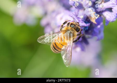 Abeille sur fleur de lavande Banque D'Images