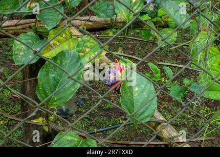 La fleur de passion à tige aigée (Passiflora alata) de la forêt amazonienne est dans un jardin à Antioquia, Colombie Banque D'Images