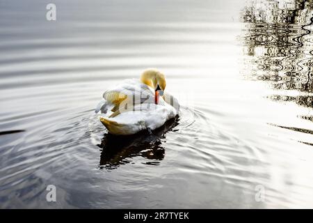 Mute Swan est en cours de nettoyage sur la surface du lac dans le parc de campagne de la ferme de Capstone. Banque D'Images