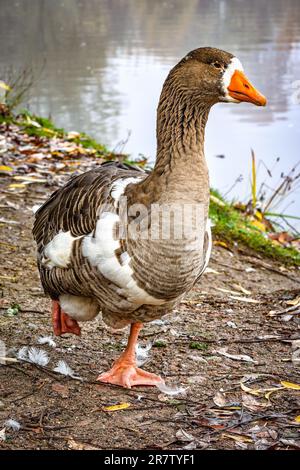 Graylag Goose au lac Capstone Farm Country Park, Kent Banque D'Images