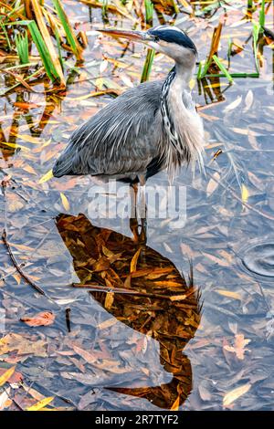 Héron gris et son ombre sur la surface de l'eau dans le parc de campagne de Capstone, Kent Banque D'Images